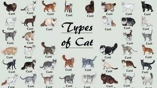 All 98 Types Of Cat In The World [upl. by Ajay638]