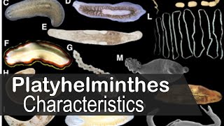 Platyhelminthes phylum characteristics [upl. by Berry431]