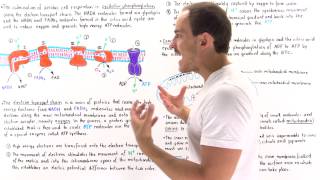 Introduction to Oxidative Phosphorylation [upl. by Gault841]