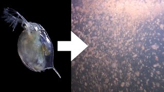 How I Culture Daphnia [upl. by Layor]