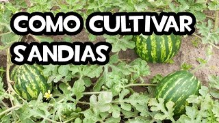 Como cultivar Sandías  Muy Facil [upl. by Winne]