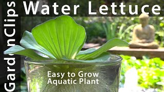 Water Lettuce  A Most Useful Aquatic Plant  How to grow Water Lettuce  Pistia stratiotes [upl. by Eerok]