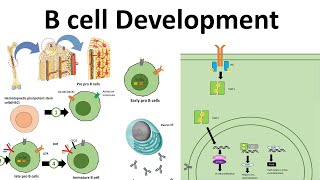 B cell development [upl. by Aziar]