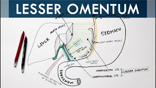 Lesser Omentum  Attachment Ligaments amp Contents  Anatomy Tutorial [upl. by Oderfla437]