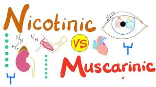 Nicotinic vs Muscarinic Receptors [upl. by Wilona]