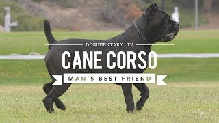 CANE CORSO MANS BEST FRIEND [upl. by Tadeas813]