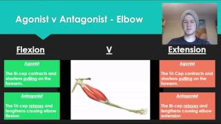 Anatomy 7  Agonist V Antagonist muscle pairs [upl. by Argyres97]