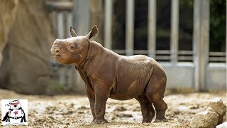 Baby Rhino Practicing Charging and Playing Compilation [upl. by Mihalco560]