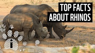 Top 10 Rhino Facts  Animal Fun Facts  WWF [upl. by Llerral]