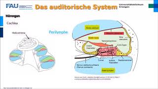 Neurophysiologie ─ Das auditorische System [upl. by Enyallij]