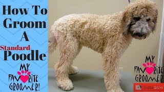 How to Groom Standard Poodle [upl. by Yema]