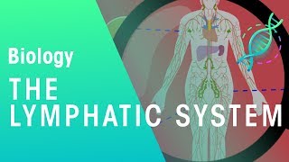 The Lymphatic System  Health  Biology  FuseSchool [upl. by Dumah480]