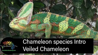 Veiled Chameleon Short Introduction [upl. by Yentuoc966]