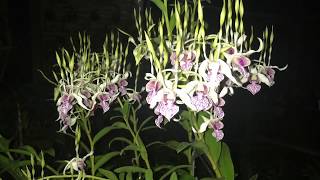 Merawat Anggrek Dendrobium Stratiotes [upl. by Ebbie26]