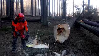 Professional felling of two trees at once with the Husqvarna 560XP chain saw [upl. by Meingoldas312]