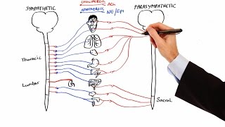 Pharmacology  AUTONOMIC NERVOUS SYSTEM MADE EASY [upl. by Aicrop171]