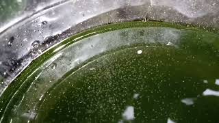 DAPHNIA MOINA CULTURE IN A SMALL BUCKET [upl. by Retsbew724]