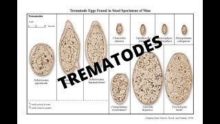 Parasitology 101 Trematodes [upl. by Buffy]