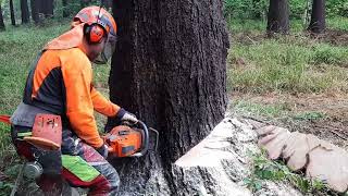 Chainsaw Husqvarna 560XP FELLING TREE [upl. by Ressay]