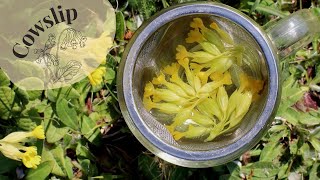 Cowslip Primrose Primula Veris Identification amp Infusion 🌼 [upl. by Senecal]