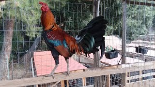 American Gamefowl  Gamefarm Yard Tour [upl. by Aicek]