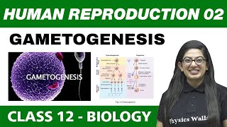 Human Reproduction 02  Gametogenesis  Class 12 NCERT [upl. by Ahsikyw]