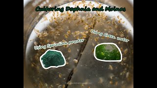 How To Culture Daphnia and Moinas using Green Water Spirulina powder [upl. by Ibrahim]