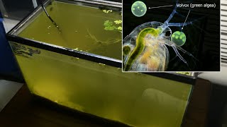 Raising Daphnia for the Freshwater Aquarium [upl. by Rotberg]