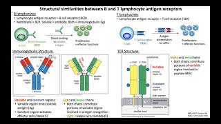 Lecture 4a Lymphocyte Antigen Receptors [upl. by Saundra]