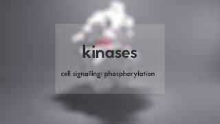 Cell signalling kinases amp phosphorylation [upl. by Brett]