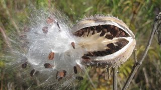 Seed dispersal  The great escape [upl. by Mayap]