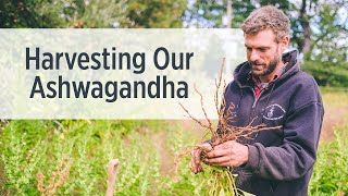 Ashwagandha Root  Growing amp Harvesting on Our Farm  Ayurvedic Herbs [upl. by Ecydnarb]