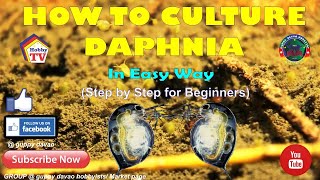 HOW TO CULTURE DAPHNIA In Easy Way [upl. by Onairam]